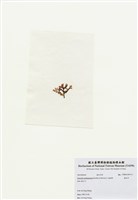 藏品(海木耳)的圖片